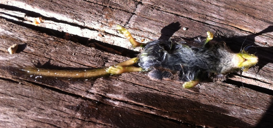 Sorex minutus della Valle Leventina (Ticino)
